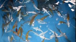 Japanese Koi Platinum, chagoi, soragoi and Ochiba