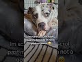 🥺 Would You Ignore Him Or Say Hi?#DogLover #RescueDog #DogRescue #CuteDogs #DogsOfYouTube