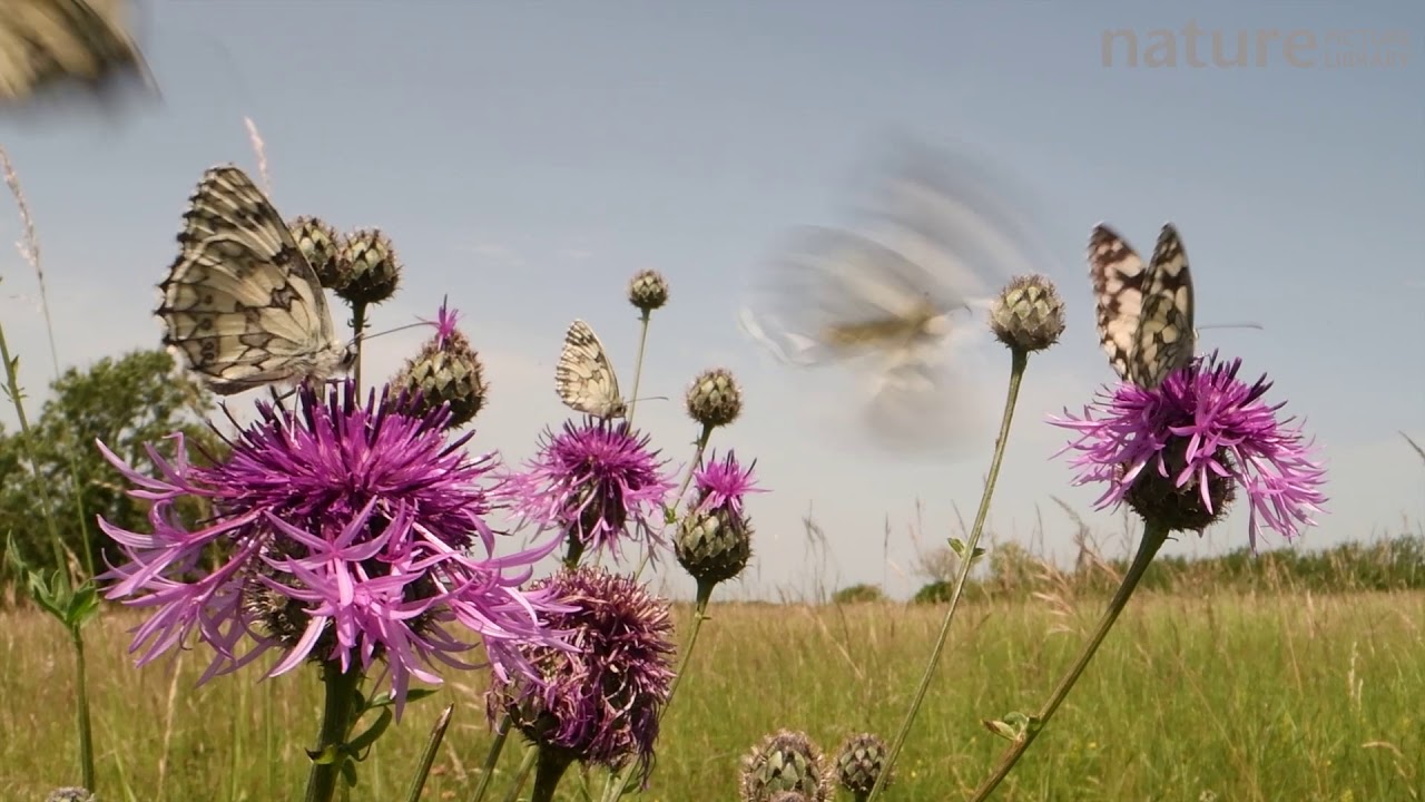 footage of chernobyl Marbled white butterflies nectaring on a clump of Greater knapweed flowers in a chalk grassland mead