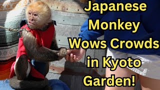 Monkey Magic: Japanese Primate Wows Crowds in Kyoto Garden!