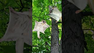 Are bats are the only flying mammals? What about flying squirrels!