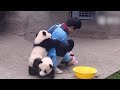 Cute alert giant panda cuddles with keeper during shower time