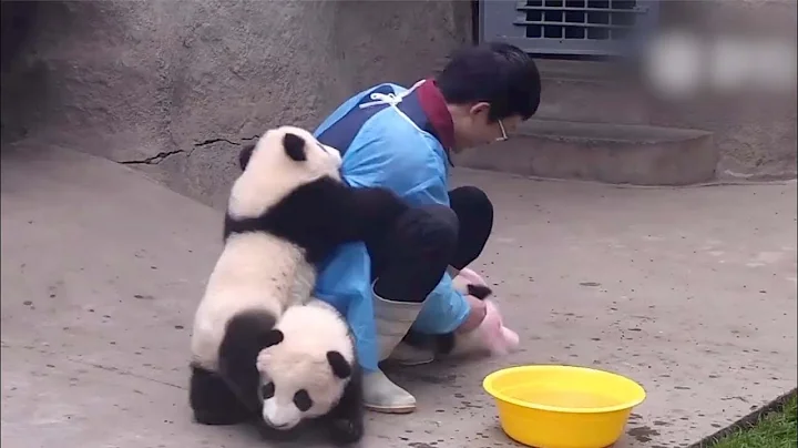 Cute alert! Giant panda cuddles with keeper during shower time - DayDayNews