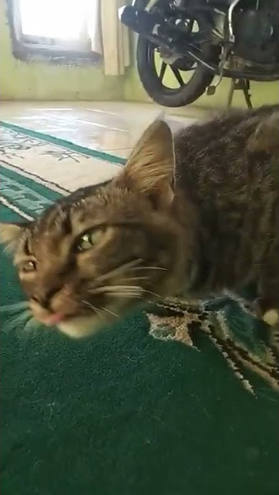 Tiktok kucing viral bikin ngakak sampe Crot♥️❤️ #shorts