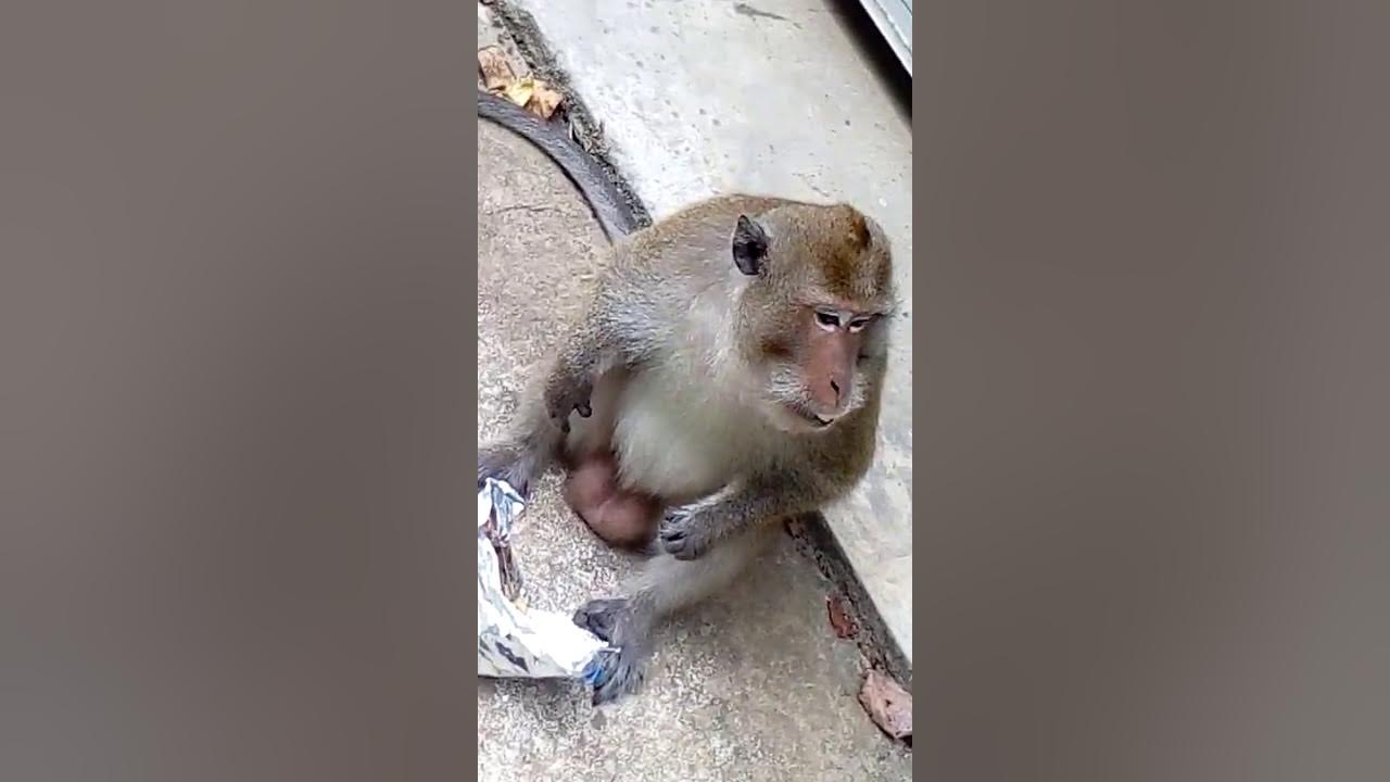 Нашествие обезьян в таиланде. Нападения обезьян в Таиланде. Ко Чанг обезьяны.