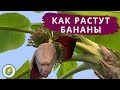 Как растут бананы в Таиланде🍌