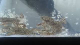 African Dwarf Clawed Aquatic Frogs are feasting on more Frozen Brine Shrimp for their Food Source! by Rayne Rabbit Adventures 79 views 4 months ago 1 minute, 49 seconds