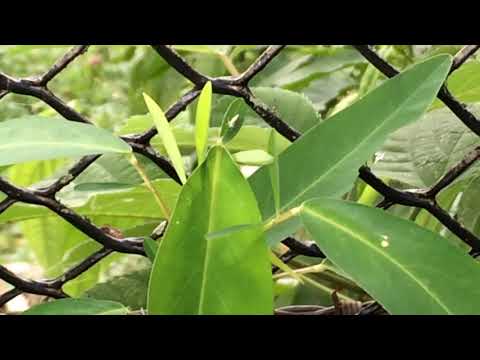 Vídeo: Informações sobre Desmodium: Dicas para o cultivo de plantas de Desmodium