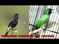 Masteran Burung Full Nembak Jeda Cocok Untuk Konin Dan Pleci Mp3 - Mp4 Download