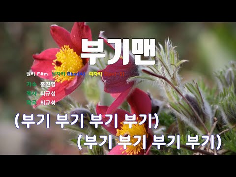 [은성 반주기] 부기맨 - 홍진영