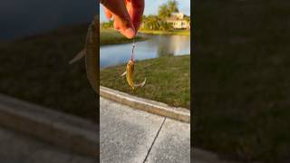Catching BEASTS With Live Bait#fishing #bowfin #livebait_fishing