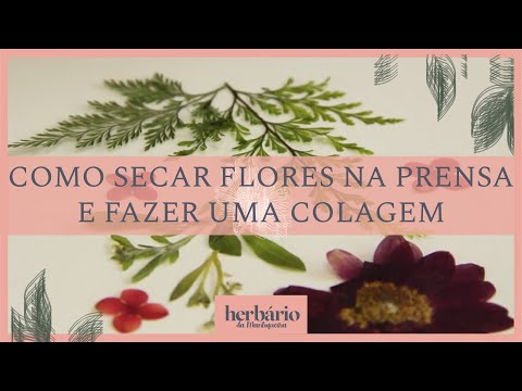 Vídeo: Como Fazer Uma Colagem De Flores Secas