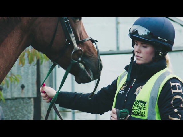 Drone & Website Promotional Video for the Racehorse Trainer, John Quinn Racing