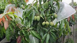 Tu's Inspiring Garden 😍(Fruiting Lychee/Mango)