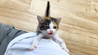 ずっと後を追いかけてくる子猫