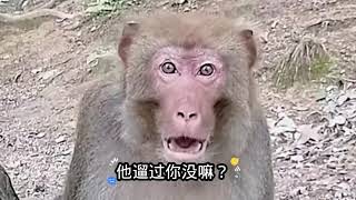猴子 看一遍笑一遍 每日一笑 贵州毕节话搞笑配音