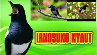 SUARA PIKAT  KACER 