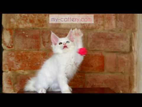 Maine Coon Kitten - Ivetta Fire Stone - Female w