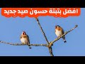 افضل بتبتة حسون صيد جديد حذاري حذاري بتبتة مقنين قلق بتبته حسون بتبته أنثى الحسون افضل بتبتة حسون صيد جديد حذاري حذاري بتبتة مقنين قلق بتبته حسون بتبته أنثى الحسون