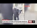 Bear spotted in Oregon Hill