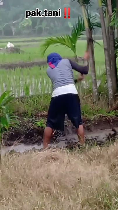 Biarpun hujan🌧️ semangat pak.tani tiada duanya‼️#petani #horti #sawah #nyangkul #reels #shorts