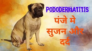 Paws swelling in dogs । Podo dermatitis । कुत्तों के पाओ मे सुजन । होमियोपैथी। Allopathic treatment