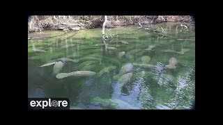 Above Water Manatee-Cam at Blue Spring State Park powered by EXPLORE.org by Explore Oceans 4,524 views 2 years ago 2 hours, 10 minutes