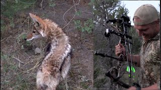 SHOOTING A COYOTE WITH A BOW!!!
