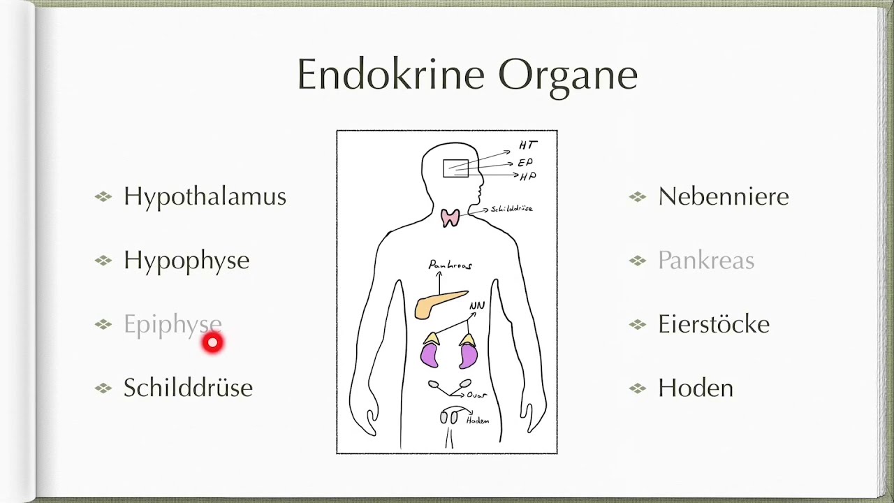 Hormonsystem Basics | endokrines System | einfach erklärt!