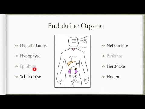 Einführung in das Hormonsystem | Einfach erklärt!