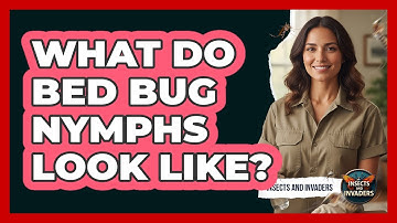What Do Bed Bug Nymphs Look Like? - Insects and Invaders
