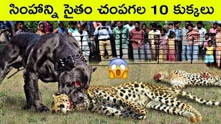 Top 10 powerful dogs in the world | When Dogs revealed their superpowers | dog videos