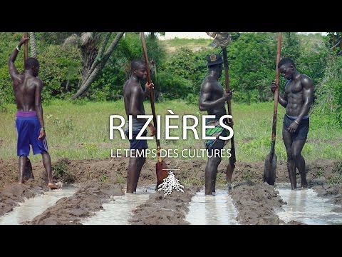 Vidéo: Où Sont Les Plus Grandes Rizières