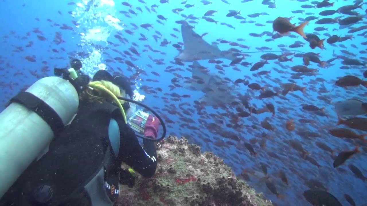 galapagos diving cruise