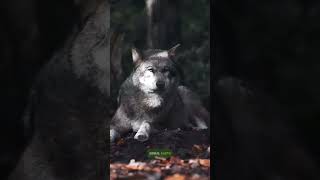 Fakta unik Serigala #serigala #shorts #anjing #wolf #animals