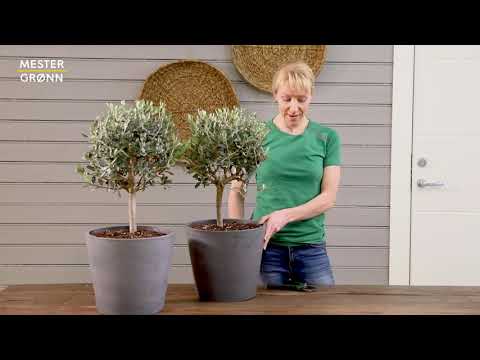 Video: Hvordan plante peoner om våren