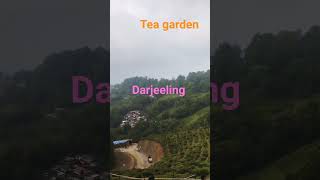 Tea garden #Darjeeling #teagarden #tree #tea #dj #remix #song #newmusic