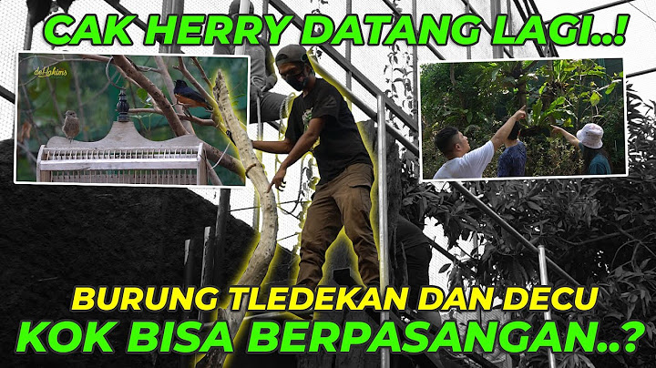 #EPS125 DEHAKIMS AVIARY | CAK HERRY KEMBALI MELANJUTKAN KEMBALI PENGERJAAN AVIARY..!