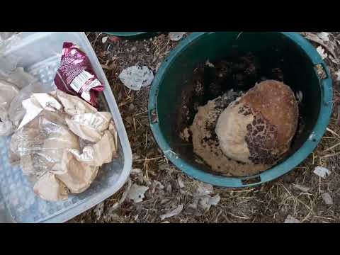 Composting Mouldy Bread hqdefault