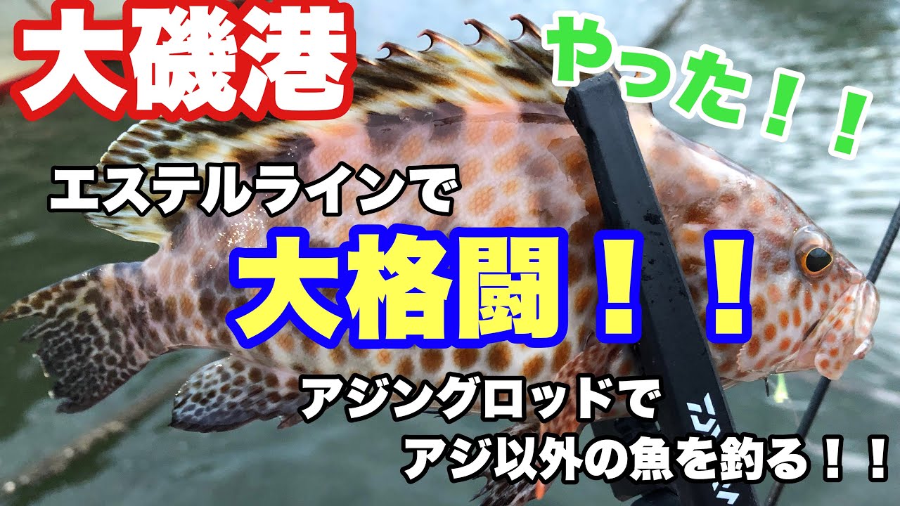大磯港 アジングロッドでアジ以外の魚を釣る 大物ゲット Youtube