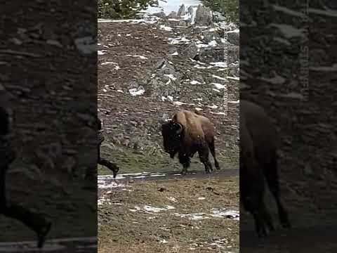 Bison in Yellowstone National Park charges tourist who gets too close #shorts #shortsvideo
