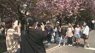 Enjoying the double-flowered cherry blossoms in full bloom and a