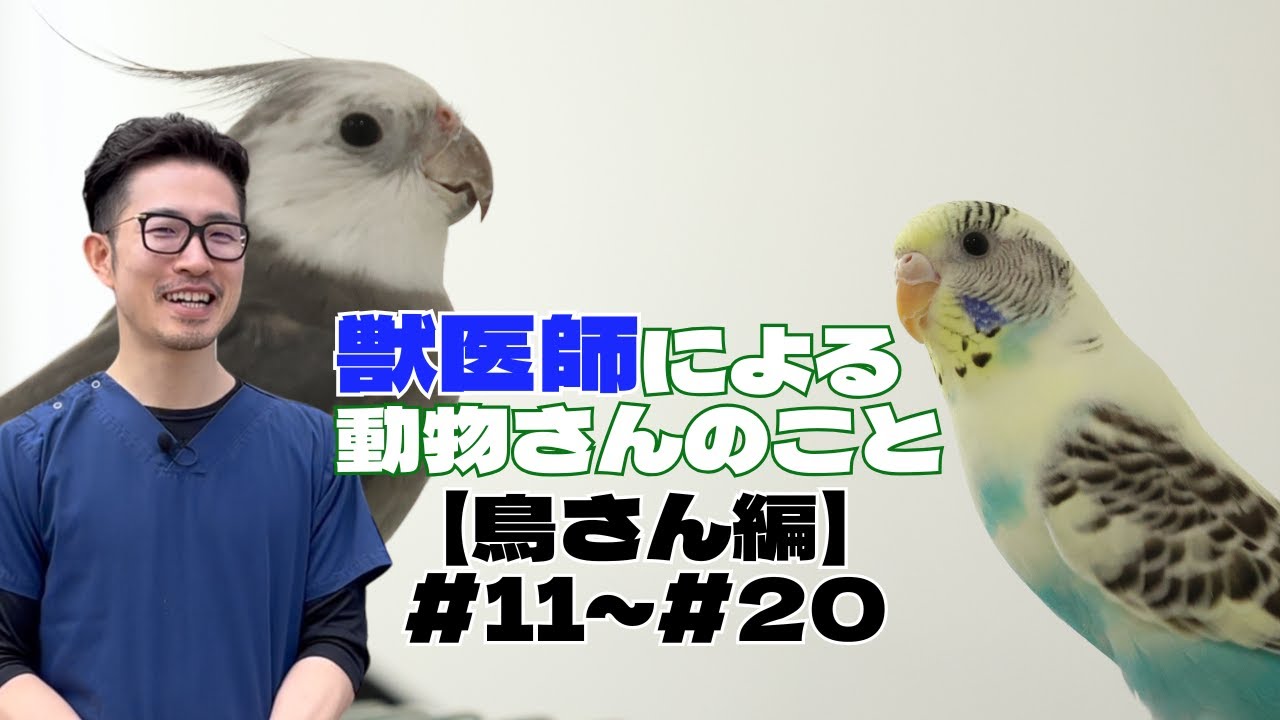 【鳥さん編】獣医師による動物さんのこと＃11～＃20