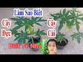 Cách Phân Biệt Đu Đủ Đực Và Đu Đủ Cái Nhanh Và Dễ Làm Nhất