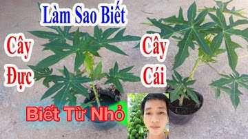 Cách  Phân Biệt Đu Đủ Đực Và Đu Đủ Cái Nhanh Và  Dễ Làm Nhất