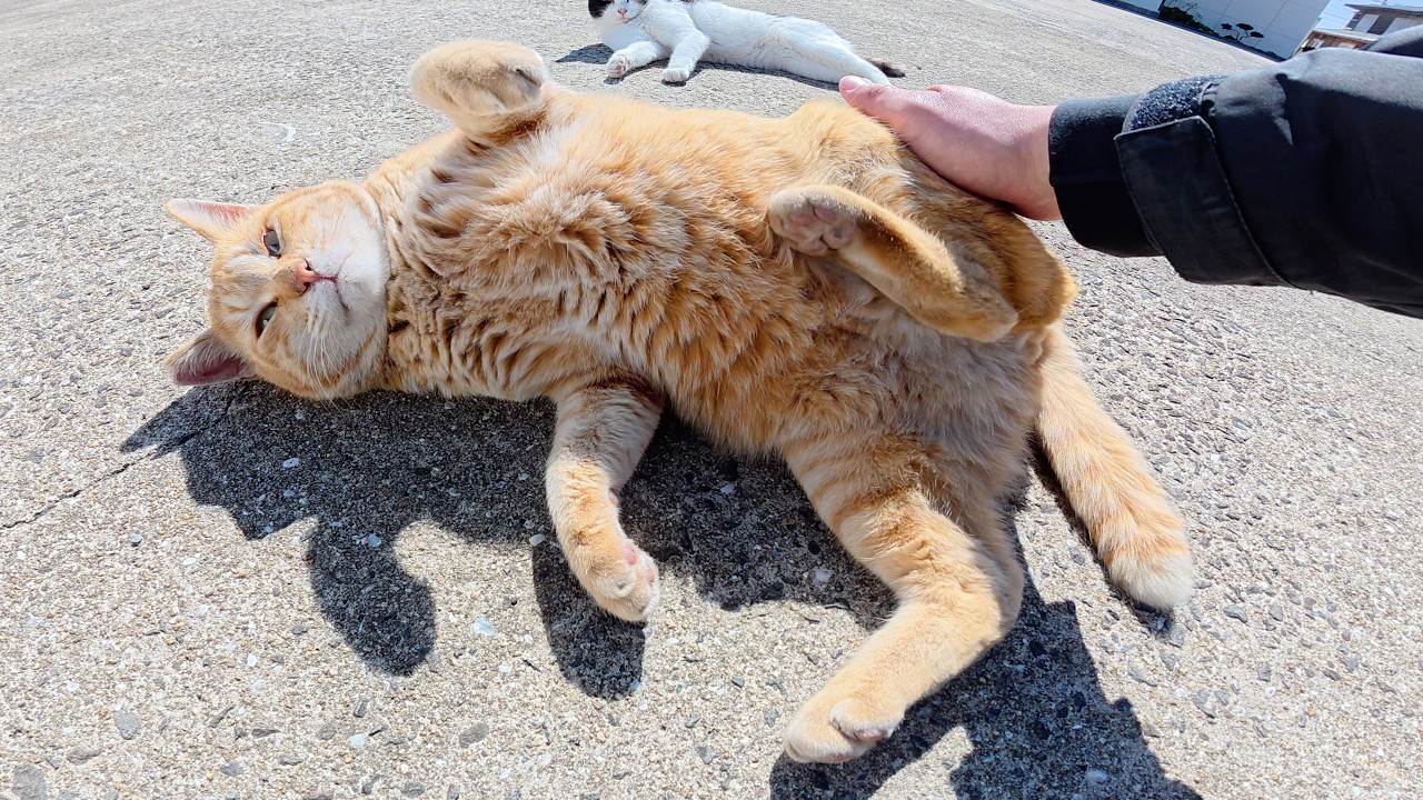 В теплый день милые котята катаются по земле, выглядя счастливыми.