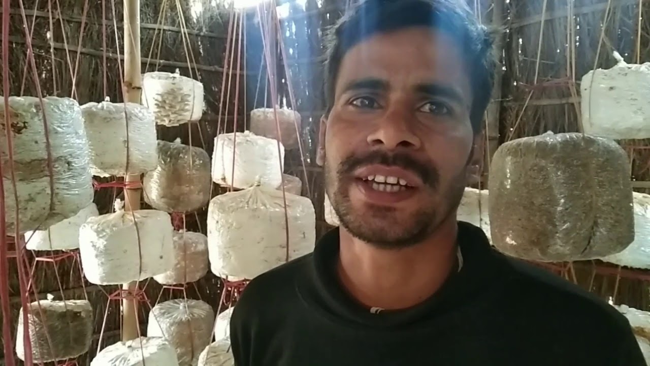 mashroothobe