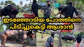 ഇടഞ്ഞോടിയ ഭീമൻ പോത്തിനെ പിടിച്ചുകെട്ടി ആശാൻ manikkan kerala big bull