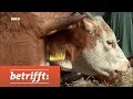 Unser fleisch  bio oder masse  swr betrifft