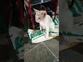 Tingkah Kucing Lucu 20 Januari 2026